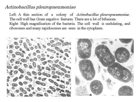 Actinobacillus Pleuropneumoniae Alchetron The Free Social Encyclopedia