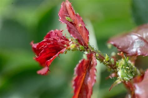 Insect Pests Of Rose Plants Chemical Organic And Natural Control Management