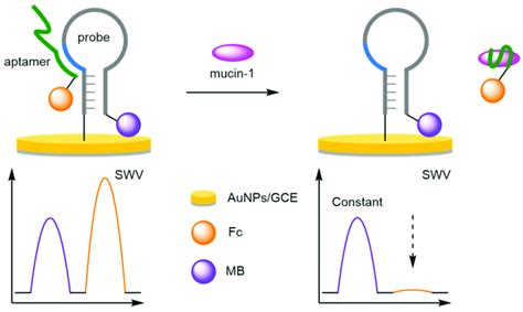 Schematic Representation Of An Aptamer Based Biosensor For The