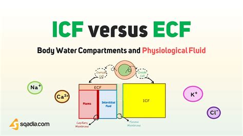 Body Water Compartments And Physiological Fluids ICF Vers