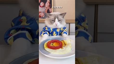 El gato cocinero más famoso de tík tok YouTube