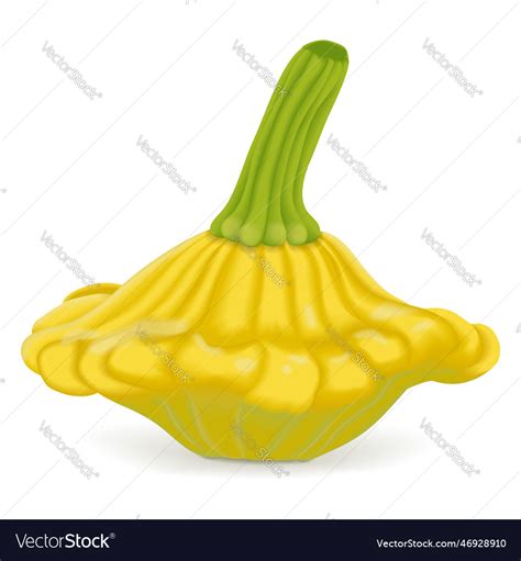 Yellow Patty Pan Squash Royalty Free Vector Image