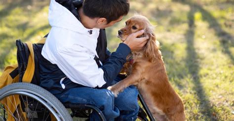 Curso de Intervención Terapéutica Asistida con Perros Premium con