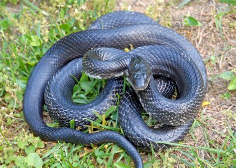 Rat Eastern Rat Snake