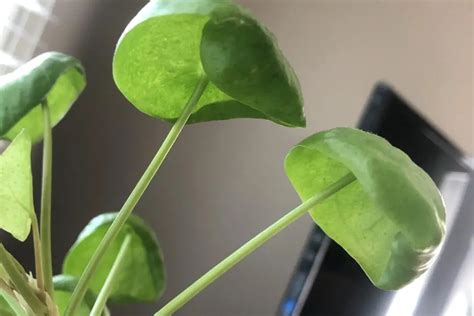 Why Are My Chinese Money Plant Leaves Curling