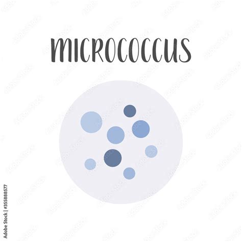 Micrococcus. Bacteria classification. Spherical shapes of bacteria ...