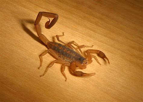 scorpion stinger pictures stock  pictures royalty  images