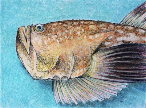 Stargazer Fish Pastel by AnneMarie Welsh