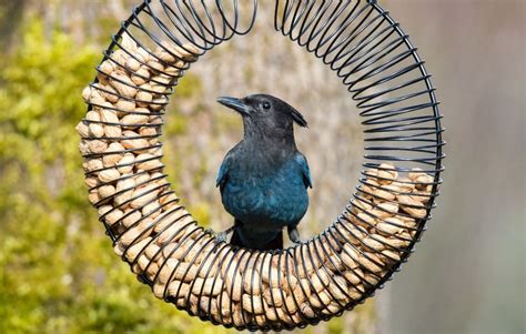 Setting The Table Feeding Wild Birds Safely And Effectively Bird