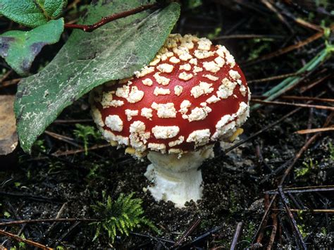 California Fungi: Amanita muscaria