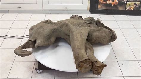 Worlds Best Ancient Baby Woolly Mammoth Remains Found In ‘mouth Of