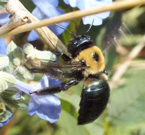 EASTERN CARPENTER BEE - Fontenelle Forest Nature Search : Fontenelle ...