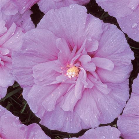 Lavender Chiffon® Hibiscus Syriacus Proven Winners