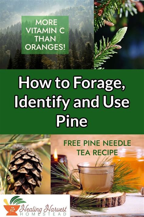 How To Make Pine Needle Tea Artofit