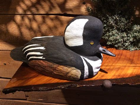drake hooded merganser mount 9
