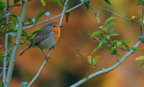 Goes Door Arjan Van Lomwel Goes Roodborstje Omroep Zeeland Flickr