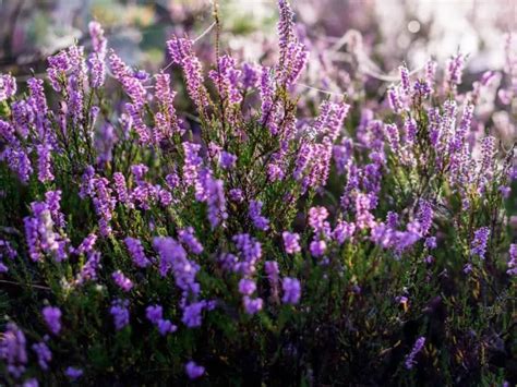 Types Of Heather Plants You Can Grow Growingvale