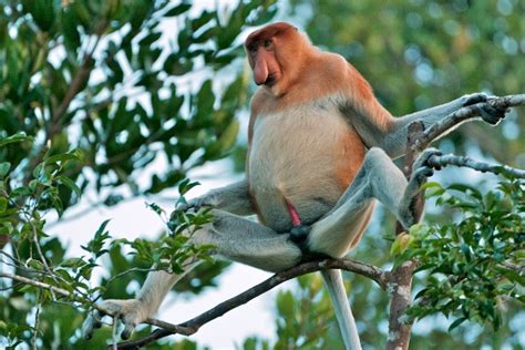 Proboscis Monkeys | The Life of Animals