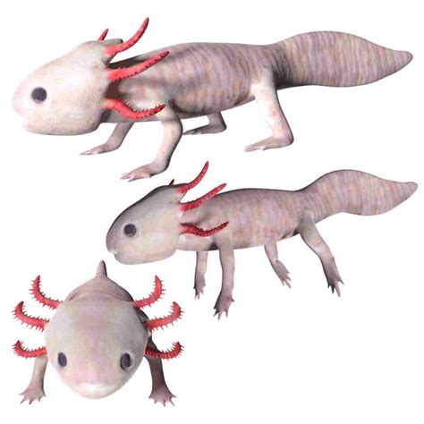 Axolotl 3d model Rigged and Low Poly - Team 3d Yard