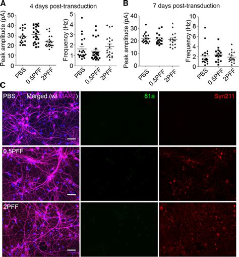 No Synaptic Activity Defects And Pathology Developed In Syn Ko Neurons