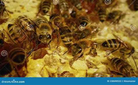 Bees Inside The Beehive Honeycomb Close Up Bee Colony In Hive Macro