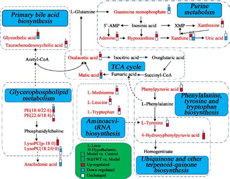 Metabolic Pathway Network Map Associated With The Differentially Download Scientific Diagram