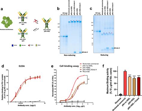 Production Of Plant Gd Nivolumab In Nicotiana Benthamiana A