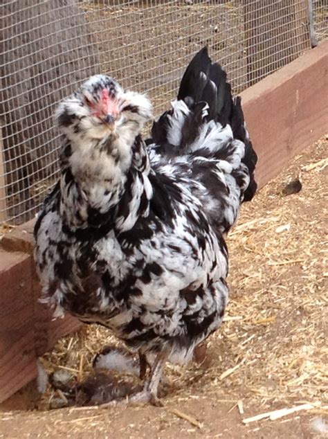 Project MOTTLED AMERAUCANA Eggs BackYard Chickens Learn How To