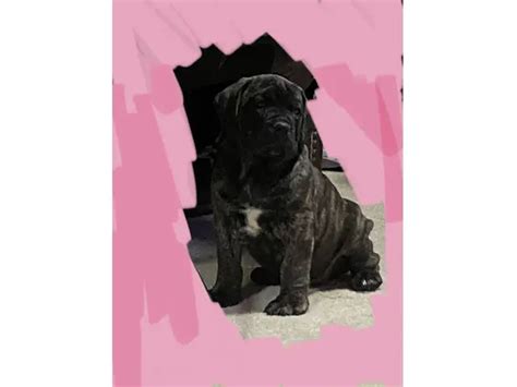 South African Boerboel Puppies in - Puppies for Sale Near Me