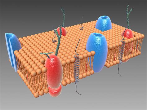 3d model cell membrane