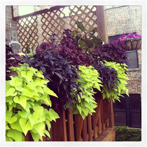 How To Grow Ornamental Sweet Potato Vine Creative Display Ideas Artofit