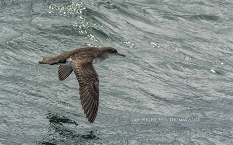 New Zealand Marine Birds and Mammals - Photography Life