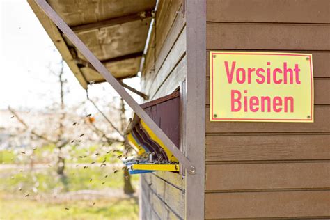 Bienenstiche Bei Kindern Alle Infos Zur Vermeidung Erste Hilfe Leistung