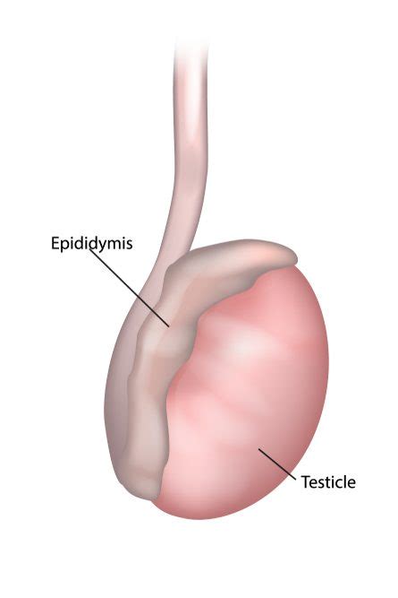 Quistes Del Epididimo Dra Nataly González