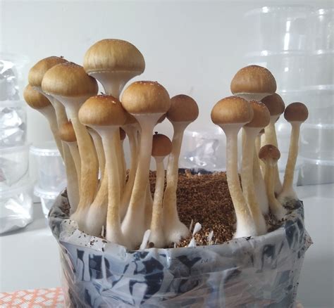 Cogumelo M Gico Psilocybe Cubensis Golden Teacher Desidratados