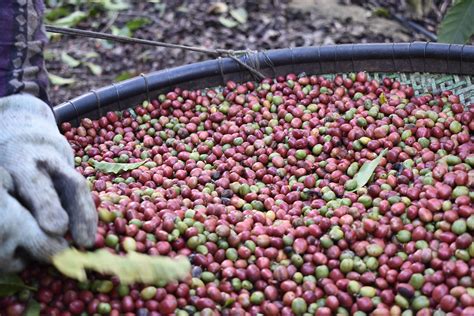 A Gazeta Produção de café conilon do ES deve ter queda neste ano