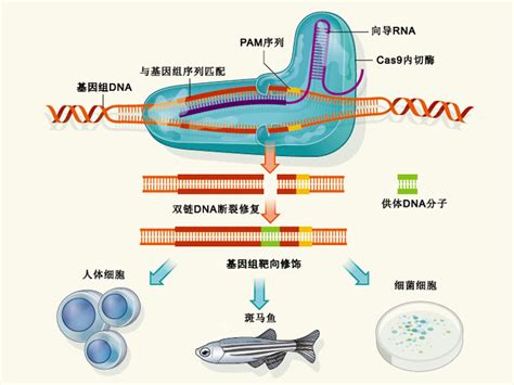 技术专题crisprcas9基因编辑器及其原理简介上海迈浦生物科技有限公司