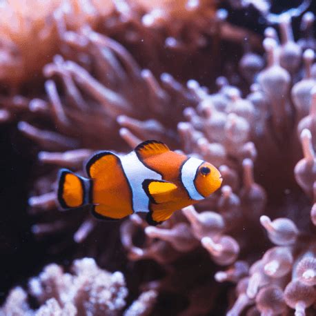 Amphiprion Percula Poisson Clown Du Pacifique M Aquaplante