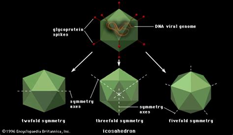 Capsid Virus Structure Britannica