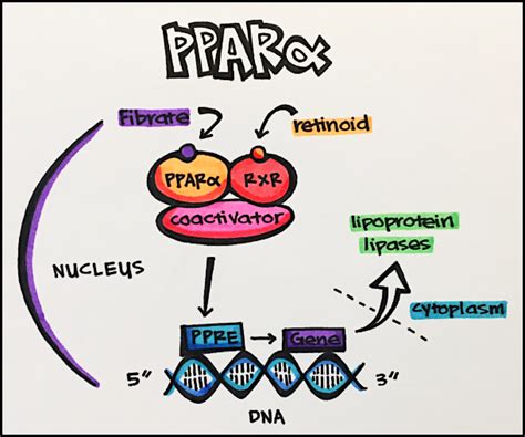 15. Nuclear Receptors – Principles of Pharmacology – Study Guide