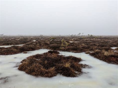 Bog Wetlands Fog Free Photo On Pixabay Pixabay