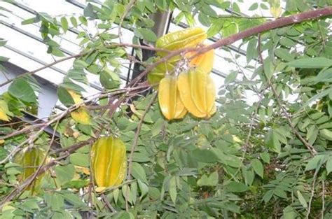 Averrhoa Carambola Ecured