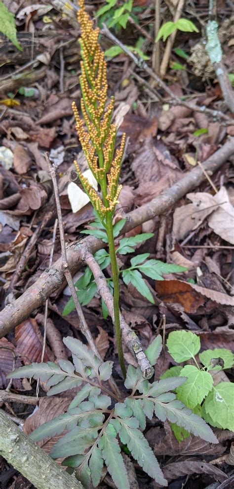 I've been removing invasive plants in my woods and came across some Cut