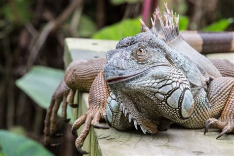 Iguana Lizard Free Stock Photo - Public Domain Pictures