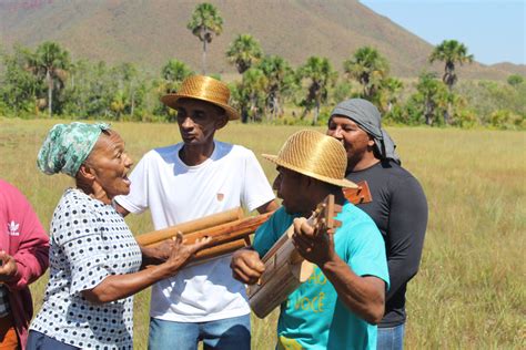 Colheita Do Capim Dourado Refor A Maior Tradi O Do Quilombo Mumbuca