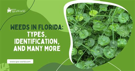 Weeds in Florida: Types, Identification, and Many More - Igra World