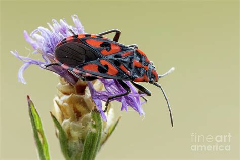 Ground Bug By Heath Mcdonald Science Photo Library