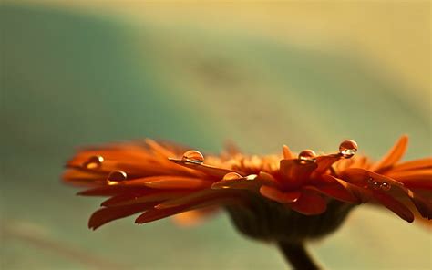 HD Wallpaper Colourful Gerbera Flowers Orange Blue And Yellow Daisy