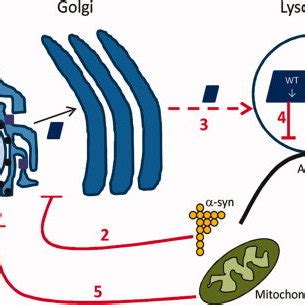 Glucocerebrosidase enzyme (GCase) deficiency in Parkinson disease (PD)... | Download Scientific ...