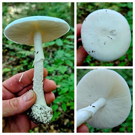 Destroying Angel Mushroom Deadly Mushrooms Are Cropping Up In Portage